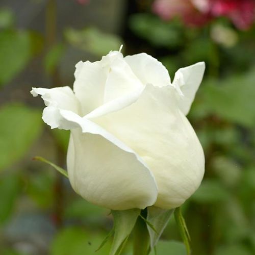 Rosa Jeanne Moreau® - alb - Trandafir copac cu trunchi înalt - cu flori teahibrid - coroană dreaptă